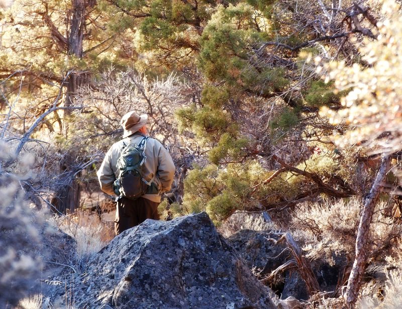Forår med små blomster og sol