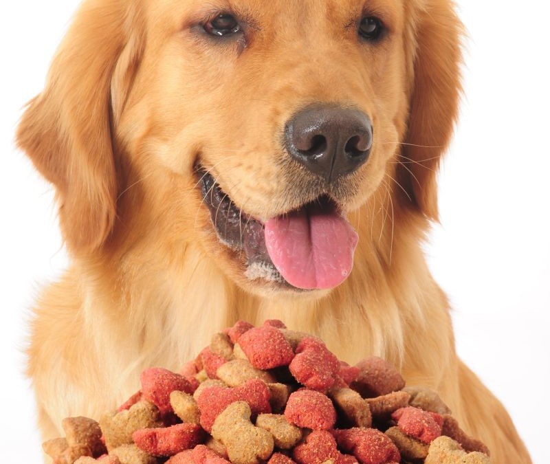 Hunden er menneskets gode hyggelige ven