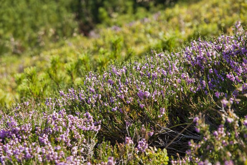 Naturen giver velvære