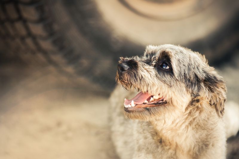 hjemløse hundes storby
